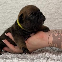 Girl 1 - female French Bulldog puppy in Schaumburg, Illinois from A & B French Bulldogs