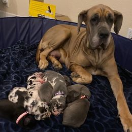 Great Danes from Central Coast Danes