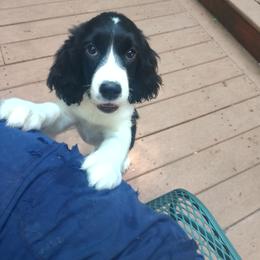 Grier - Black and white female English Springer Spaniel puppy in Dover, Pennsylvania from Whitestone English Springer Spaniels & Samoyeds