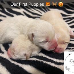 Shiba Inu Puppies from EndThyme Acres