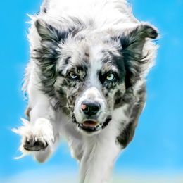 Border Collies from InTune Border Collies