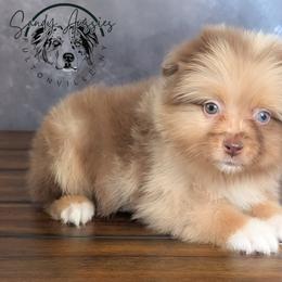 Fendi - Red merle female Australian Shepherd puppy in Fultonville, New York from Sandy Aussies & Pomeranians