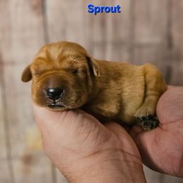Sprout - Yellow male Labrador Retriever puppy in Louisville, Kentucky from Tsuki Labradors