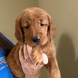 Female 1 - Dark golden female Golden Retriever puppy in Autryville, North Carolina from Carter Family Retrievers
