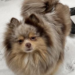 Mitzi - Pomeranian