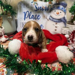 Tiger - Piebald male Dachshund puppy in San Rafael, California from Alexandra's Mini Doxies