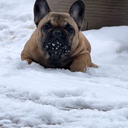 French Bulldog Puppies from Clay Bulldogs