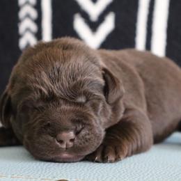 Rascal - Chocolate male Labrador Retriever puppy in Camden, Indiana from Camden's Caring Canines