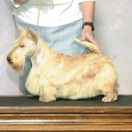 Maizee - Scottish Terrier