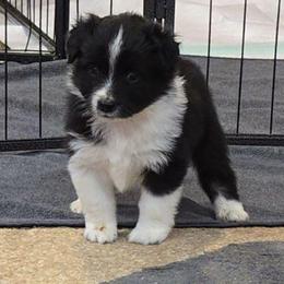 Kermit - Black tri male Miniature American Shepherd puppy in Vancouver, Washington from BonDrew's Miniature American Shepherds