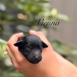 Vienna - Black female Poodle puppy in Eugene, Oregon from Mount Zion Kennels