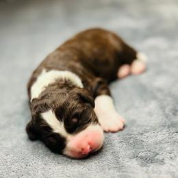 Kodiak- Male Reservation 2 - Brown and white male Sheepadoodle puppy in Spokane, Washington from Downriver Doodles