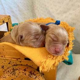 Cider - Golden male Golden Retriever puppy in San Bernardino, California from Thegoldendreams1