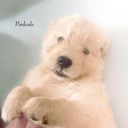 Pancake - Golden female Golden Retriever puppy in Murfreesboro, Tennessee from ATW Retrievers