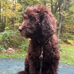 Reese - Chocolate female Goldendoodle puppy in New Ringgold, Pennsylvania from Hawk Mountain Doodles