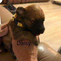 Daisy yellow collar - Brown female Whoodle puppy in Pima, Arizona from Schmidt's K9s