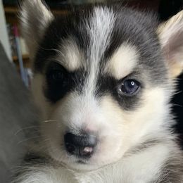 Siberian Huskies from Debra's Siberian Husky's