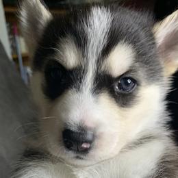 Siberian Huskies from Debra's Siberian Husky's