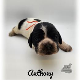 Anthony - Blue roan and tan male Cocker Spaniel puppy in Tecumseh, Oklahoma from Gambill's Cocker Spaniel Cuties