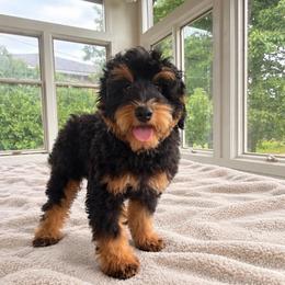 Dock - Black phantom male Aussiedoodle puppy in North Royalton, Ohio from Johnson's Doodles