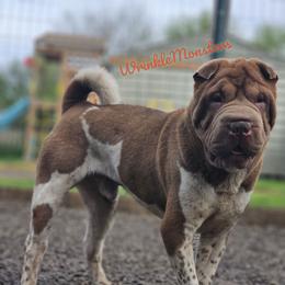 Linguini - Chinese Shar-Pei