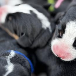Greater Swiss Mountain Dogs and Lowchen from Roman Reign Lowchen and Greater Swiss Mountain Dogs