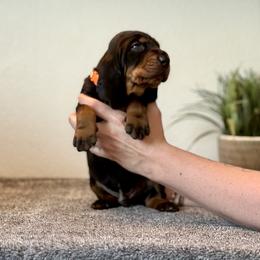 Little Orange Boy - Black and tan male Black and Tan Coonhound puppy in Oregon from Toodaloo Coonhounds