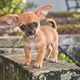 Arnold - Fawn male Chihuahua puppy in Eustis, Florida from Chichianna's Legacy