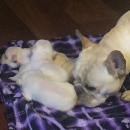 Bulldog and French Bulldog Puppies from DJs Bulldogs