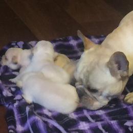Bulldog and French Bulldog Puppies from DJs Bulldogs