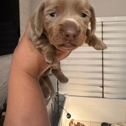 Cutie - Fawn (isabella) and tan female Dachshund puppy in Homestead, Florida from Weenie Land Miami