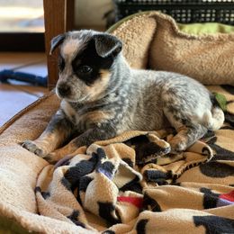 Australian Cattle Dog Puppies from Tin Roof Australian Cattle Dogs