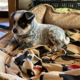 Australian Cattle Dog Puppies from Tin Roof Australian Cattle Dogs