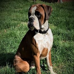 Nash - Boxer