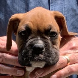 Keeper - Fawn Boxer puppy in Milford, Ohio from Bearcat Boxers