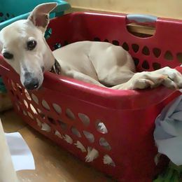 Whippet All Grown Up from Timbreblue Whippets