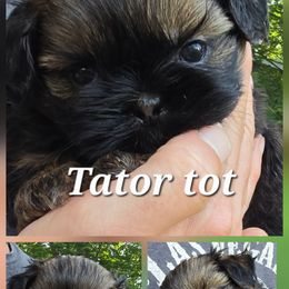 Shih Tzu Puppies from Cutie Pie Shih Tzus