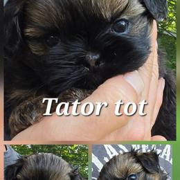 Shih Tzu Puppies from Cutie Pie Shih Tzus