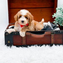 Kip - Apricot male Goldendoodle puppy in North Carolina from NC Doodle Puppies