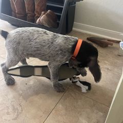 German Wirehaired Pointer Puppies from Hullabaloo Kennels