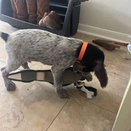 German Wirehaired Pointer Puppies from Hullabaloo Kennels