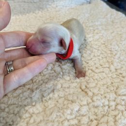 Angel Baby - Cream female Dachshund puppy in Prescott, Arizona from Dachshund Family Love Breeders