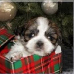 Shichon and Shih Tzu Puppies from Angie’s Teddy Bear Puppies Minnesota