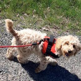 Holly is Trained - Caramel female Australian Labradoodle puppy in Molalla, Oregon from Golden Xpress Labradoodles