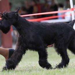 Giant Schnauzers and Miniature Schnauzers from CARRY ON SCHNAUZERS