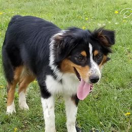 Roo - Australian Shepherd