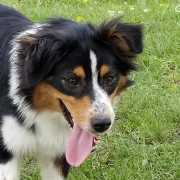 Roo - Australian Shepherd