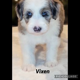 Australian Labradoodle, Bernedoodle, and Sheepadoodle Puppies from Lookingglass Doodles