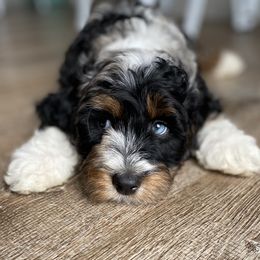 Goldendoodle Puppies from Whidbey Goldendoodles