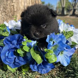Torro - Black parti male Pomeranian puppy in Grand Junction, Colorado from Royal Paws Of Colorado